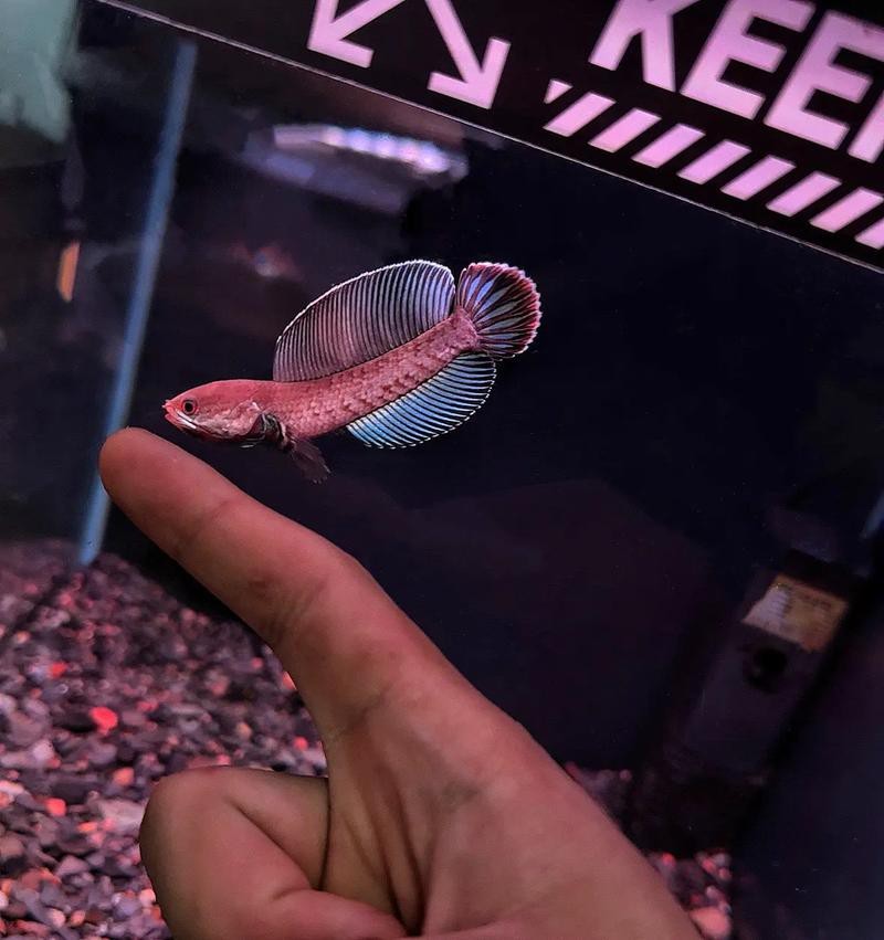 巴卡雷龍魚圖片
