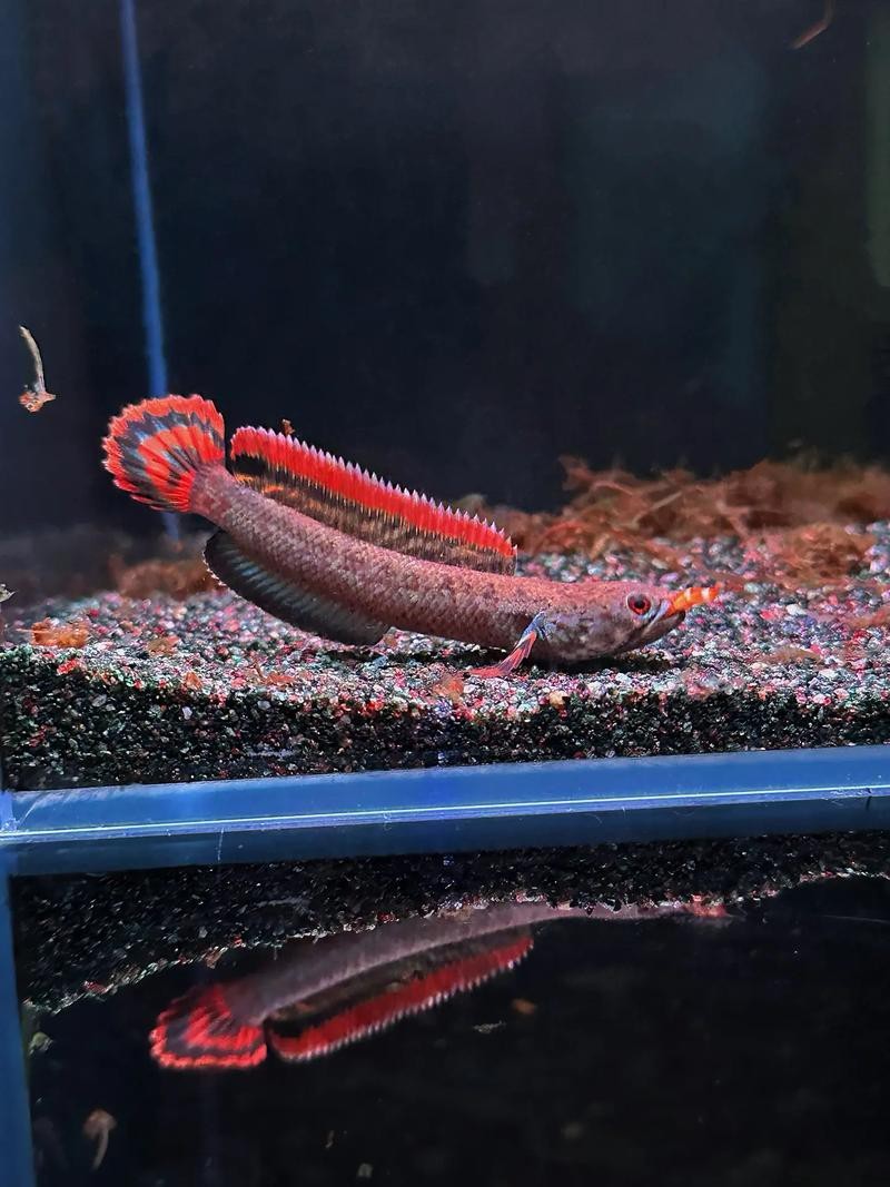 巴卡雷龍魚圖片