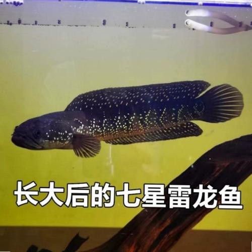 巴卡雷龍魚圖片