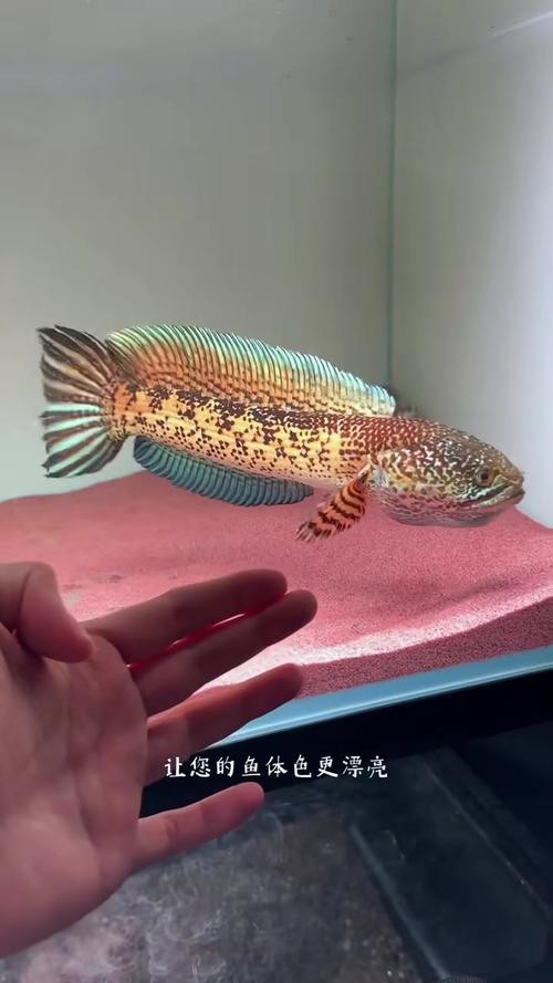 巴卡雷龍魚圖片
