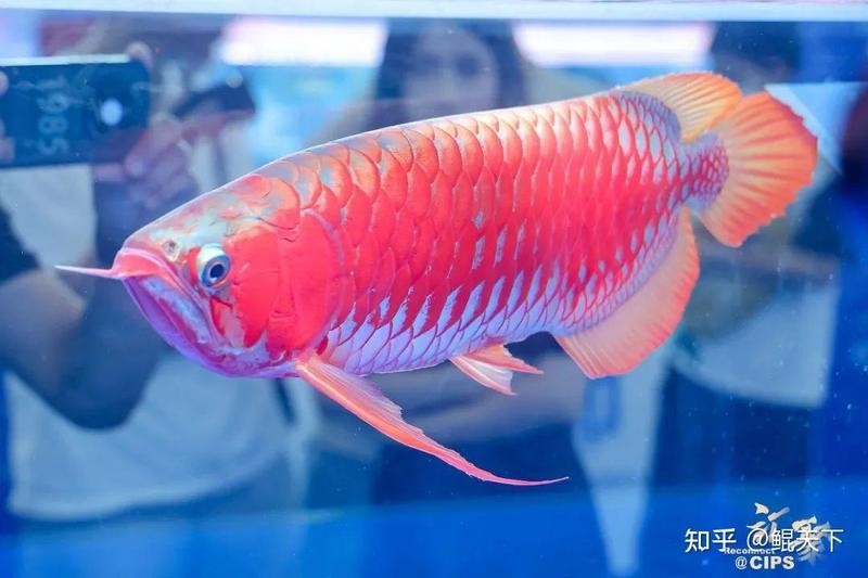 長城杯龍魚大賽有哪些參賽組別？