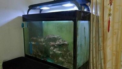溫嶺市太平尼莫水族館（溫嶺市太平尼莫水族館電話） 溫嶺市太平尼莫水族館（溫嶺市太平尼莫水族館電話） 全國水族館企業(yè)名錄