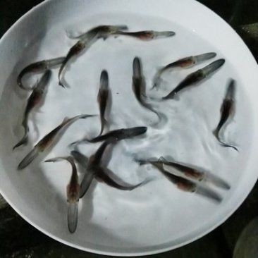虎斑鴨嘴魚多少錢