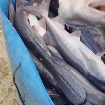 虎斑鴨嘴魚多少錢