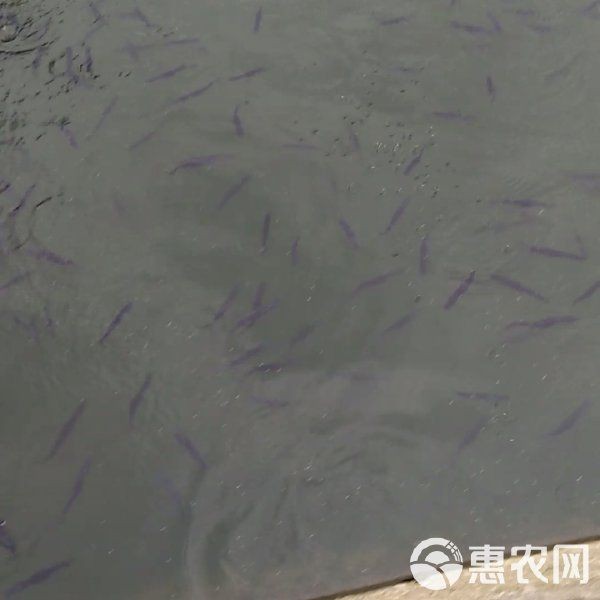 虎斑鴨嘴魚多少錢