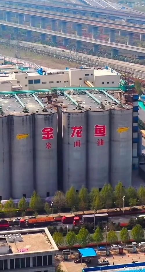 金龍魚的市場價格近期有波動嗎？