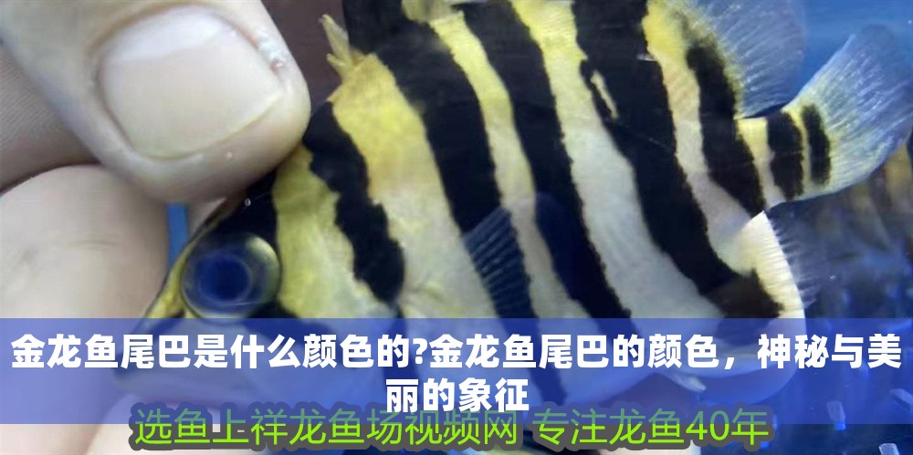 金龍魚尾巴是什么顏色的?金龍魚尾巴的顏色，神秘與美麗的象征
