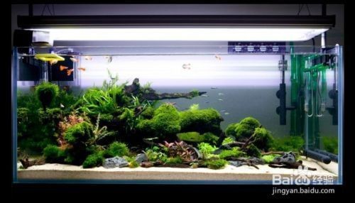 養龍魚的魚缸怎么造景：養龍魚魚缸造景的詳細步驟和注意事項和注意事項和注意事項