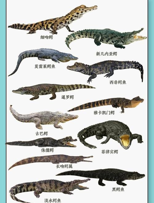 鱷魚圖片大全大圖