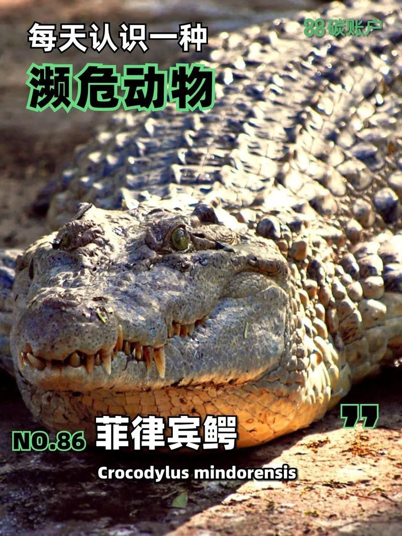 鱷魚圖片大全大圖