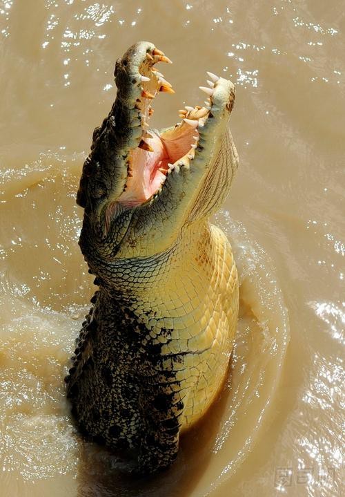鱷魚圖片大全大圖