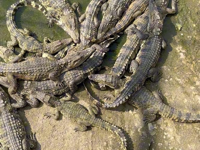 鱷魚圖片大全大圖