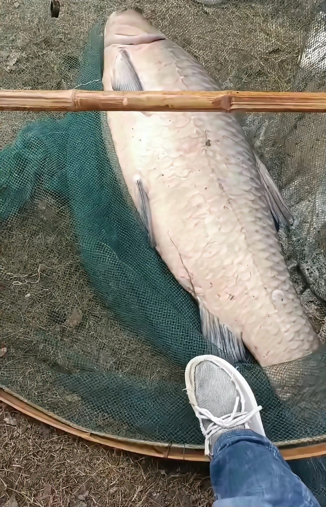 青魚10斤以上價(jià)格表