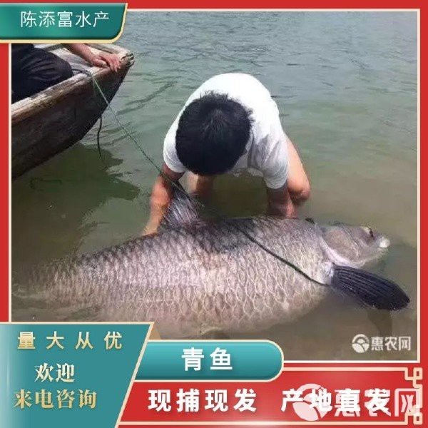 青魚10斤以上價(jià)格表