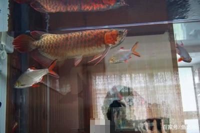 普通金龍魚長大是什么樣子（普通金龍魚在成長過程中會經歷一系列的變化從幼魚到成魚）