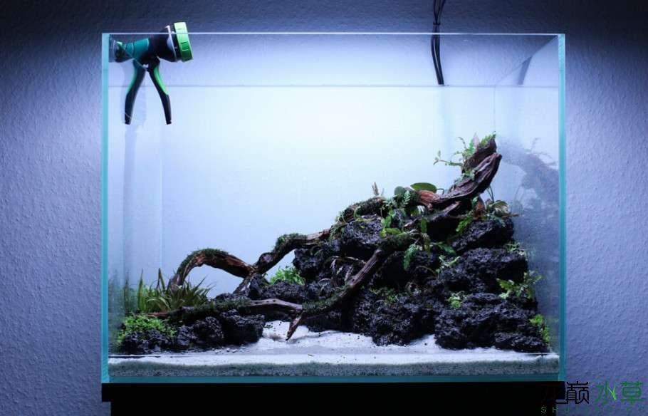 樹樁魚缸：樹樁魚缸適合哪些魚類,樹樁魚缸擺件價格對比