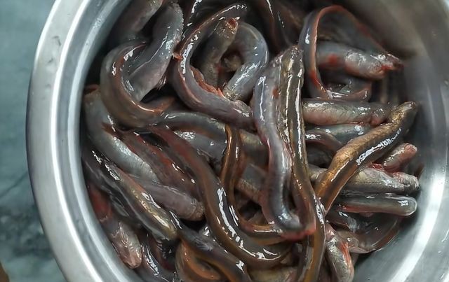 虎魚一斤多少錢