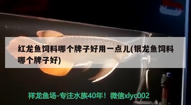鄭州市金水區繽紛水族觀賞魚陳砦花卉鄭汴路店