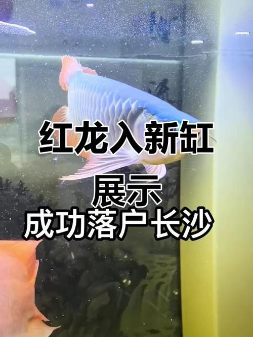 如何辨別紅龍魚是否為賽級？