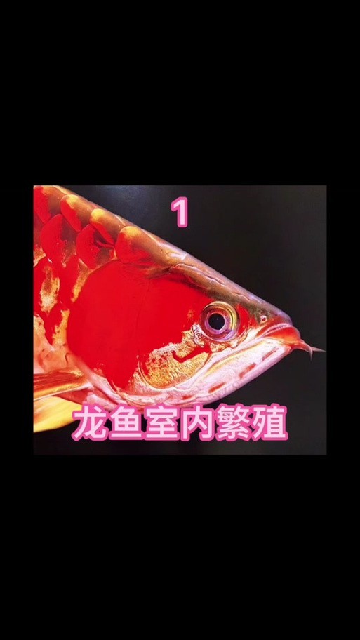 下龍魚的圖片欣賞大全 龍魚百科 第3張 下龍魚的圖片欣賞大全 下龍魚的圖片欣賞大全 龍魚百科 第3張