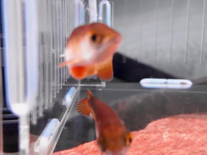 下龍魚的圖片欣賞大全 龍魚百科 第10張 下龍魚的圖片欣賞大全 下龍魚的圖片欣賞大全 龍魚百科 第10張