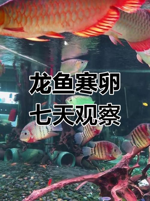 下龍魚的圖片欣賞大全 龍魚百科 第14張 下龍魚的圖片欣賞大全 下龍魚的圖片欣賞大全 龍魚百科 第14張