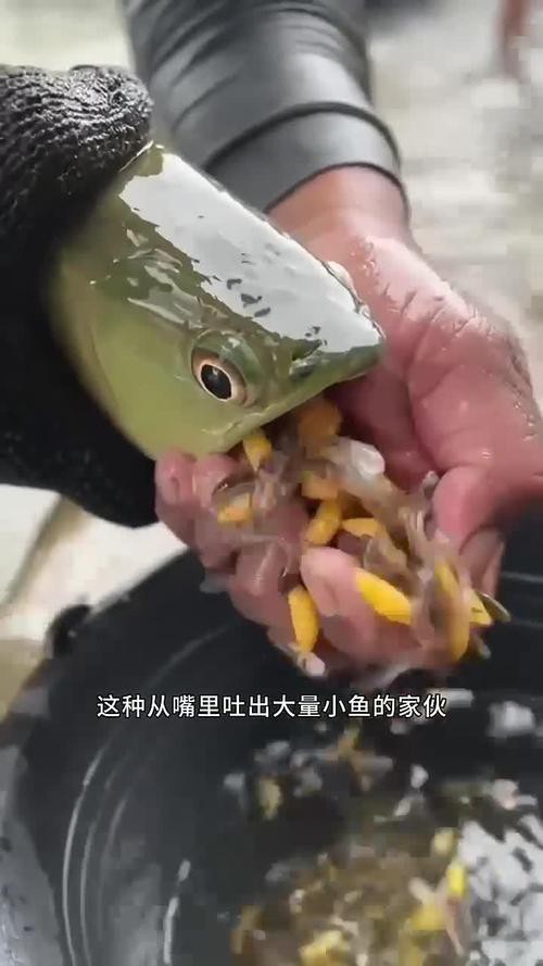 下龍魚的圖片欣賞大全 龍魚百科 第16張 下龍魚的圖片欣賞大全 下龍魚的圖片欣賞大全 龍魚百科 第16張