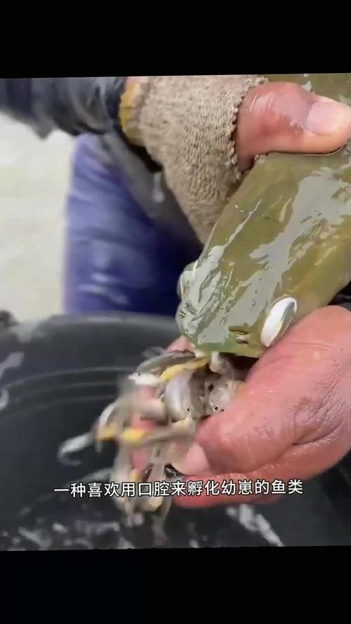 下龍魚的圖片欣賞大全 龍魚百科 第18張 下龍魚的圖片欣賞大全 下龍魚的圖片欣賞大全 龍魚百科 第18張