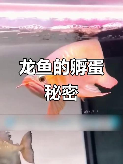 下龍魚的圖片欣賞大全 龍魚百科 第19張 下龍魚的圖片欣賞大全 下龍魚的圖片欣賞大全 龍魚百科 第19張