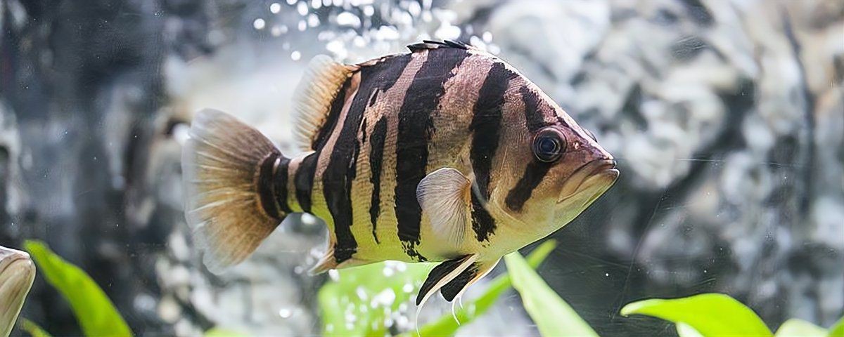 虎魚用黑底還是白底