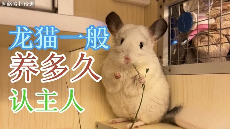 龍貓一般養多久認主人