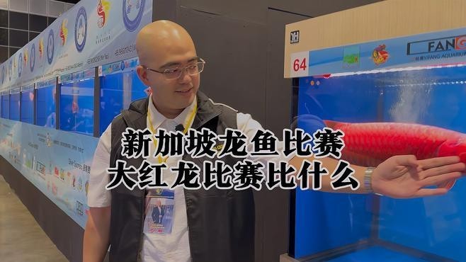 龍魚比賽是比什么 龍魚比賽是比什么 2025長城杯龍魚大賽 第1張