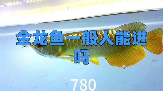 金龍魚一般人能進嗎