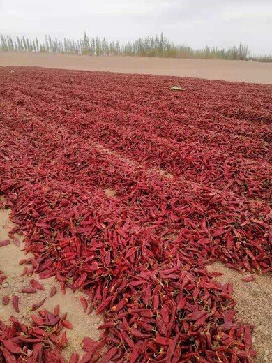 紅龍23辣椒適合哪些地區種植？