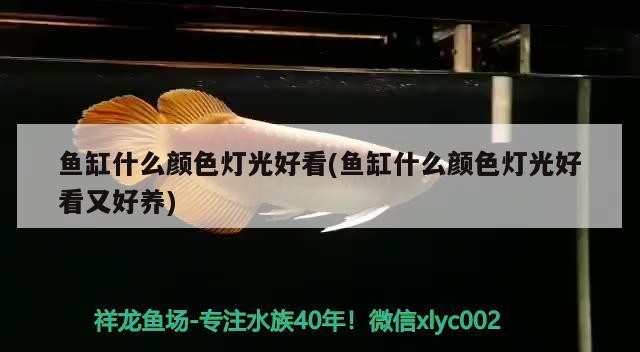 盧龍縣新奇金魚店