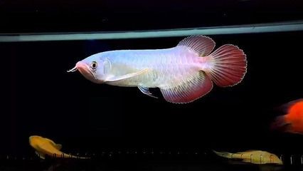 純血紅龍魚價格走勢圖：純血紅龍魚市場價格最新趨勢