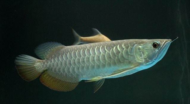 金龍魚繁殖過程視頻