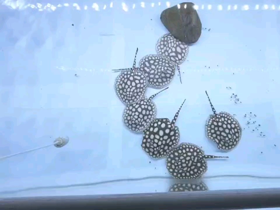 養魚人的樂趣