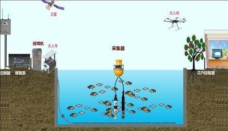 彭學通是如何培育出超大金龍的？
