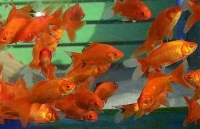 養龍魚鋪底沙如何清理干凈（養龍魚時，底沙的清潔非常重要，不僅關系到水質的清潔還影響健康）
