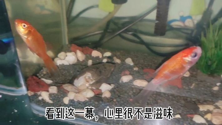 河蚌在魚缸中養不張嘴可能是由于死亡、缺氧而無法正常生活：河蚌養在魚缸里不張嘴是什么原因？