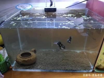 魚缸水質(zhì)管理的重要性：魚缸水渾濁怎么辦