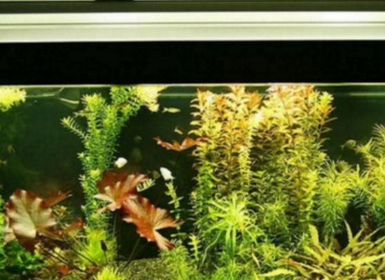 魚缸水質(zhì)管理的重要性：魚缸水渾濁怎么辦