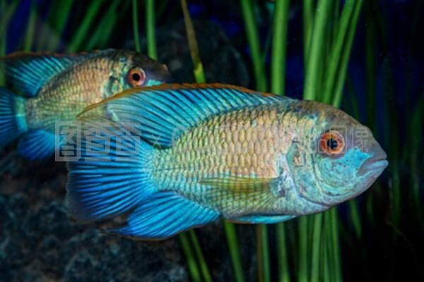 水龍魚學(xué)名：關(guān)于水龍魚的學(xué)名 水龍魚學(xué)名：關(guān)于水龍魚的學(xué)名 龍魚百科 第2張