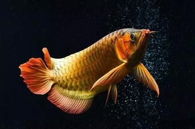 水龍魚學(xué)名：關(guān)于水龍魚的學(xué)名 水龍魚學(xué)名：關(guān)于水龍魚的學(xué)名 龍魚百科 第1張