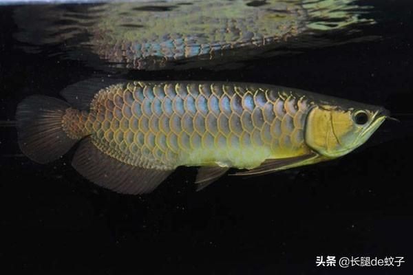 藍(lán)底金龍魚是一種具有特殊底色的金龍魚品種其特征：什么是藍(lán)底金龍魚 藍(lán)底金龍魚是一種具有特殊底色的金龍魚品種其特征：什么是藍(lán)底金龍魚 龍魚百科 第1張