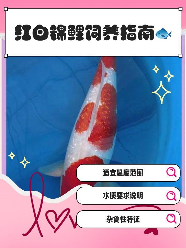 紅白錦鯉三不過(guò)