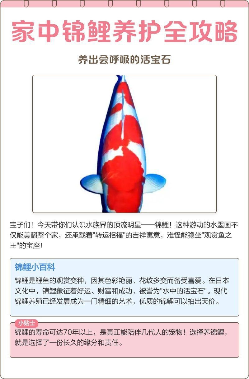 紅白錦鯉三不過(guò)