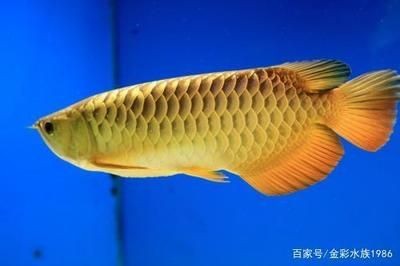 藍(lán)底金龍魚是一種具有特殊底色的金龍魚品種其特征：什么是藍(lán)底金龍魚 藍(lán)底金龍魚是一種具有特殊底色的金龍魚品種其特征：什么是藍(lán)底金龍魚 龍魚百科 第3張