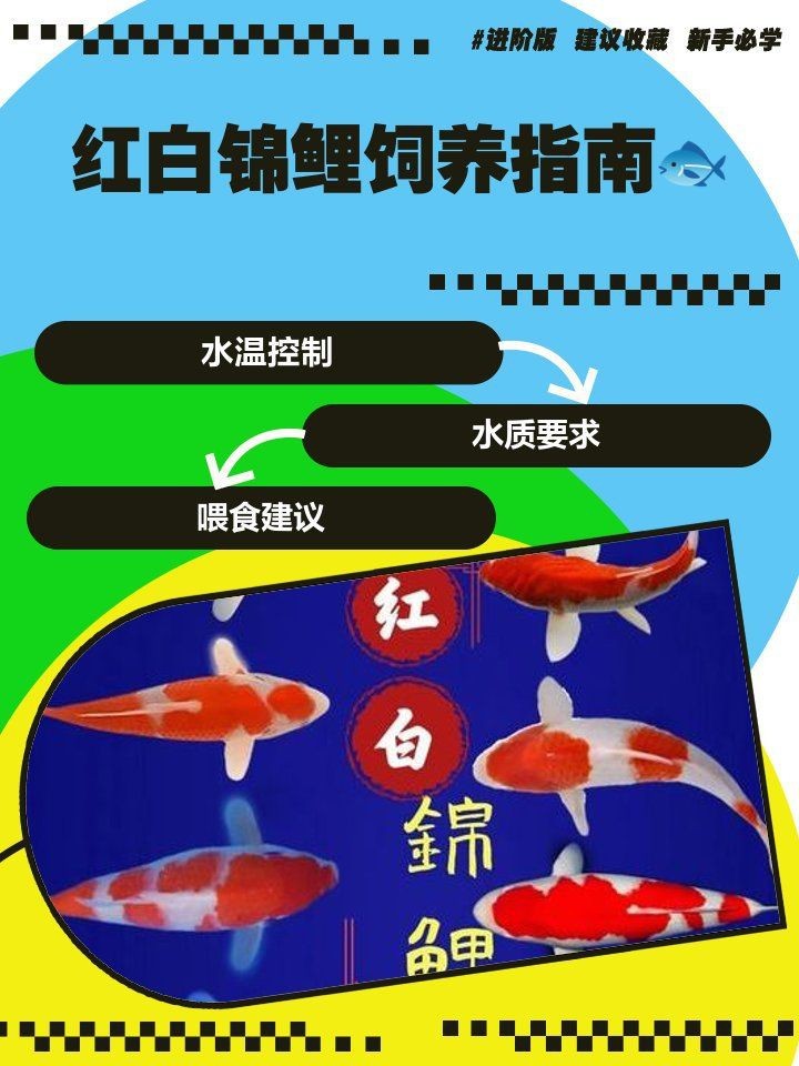 紅白錦鯉三不過(guò)